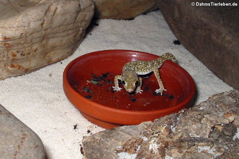 Dünnfingergecko im Terrarium