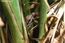 Sechsstreifen-Langschwanzeidechse (Takydromus sexlineatus) bei DahmsTierleben