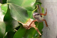 Sechsstreifen-Langschwanzeidechse (Takydromus sexlineatus) bei DahmsTierleben