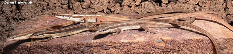 Takydromus sexlineatus