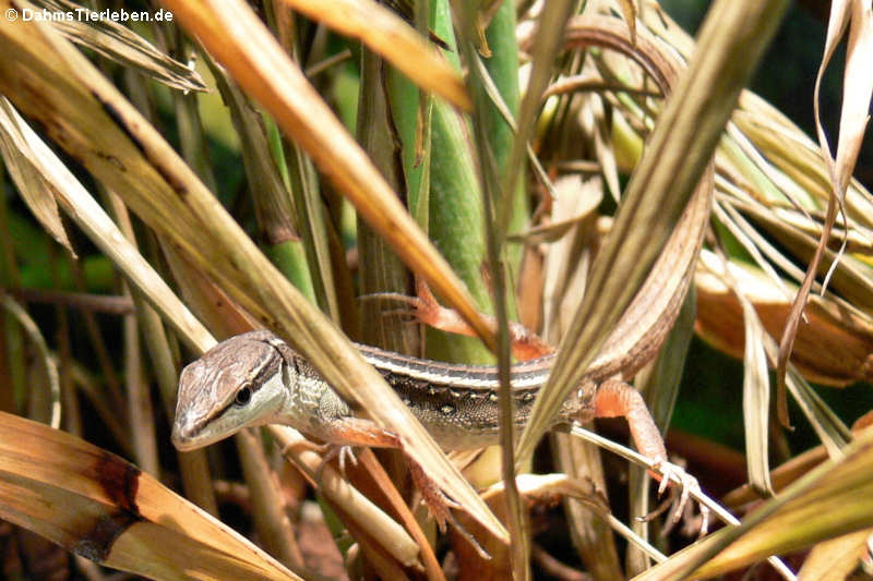 Langschwanzeidechse im Terrarium