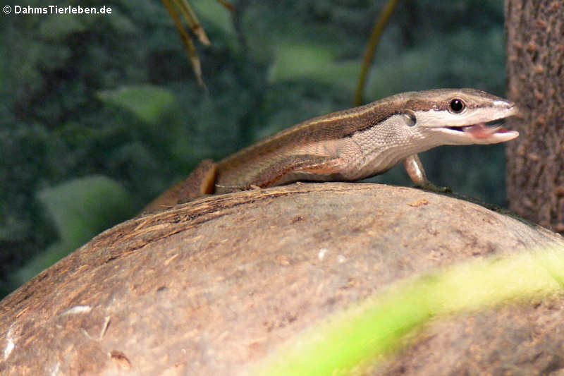 Langschwanzeidechse im Terrarium