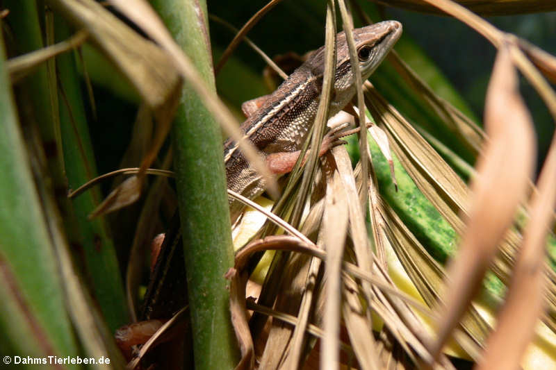 Langschwanzeidechse im Terrarium