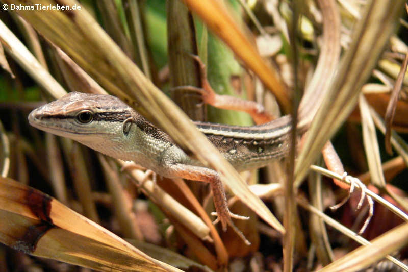 Langschwanzeidechse im Terrarium