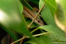 Sechsstreifen-Langschwanzeidechse (Takydromus sexlineatus) bei DahmsTierleben