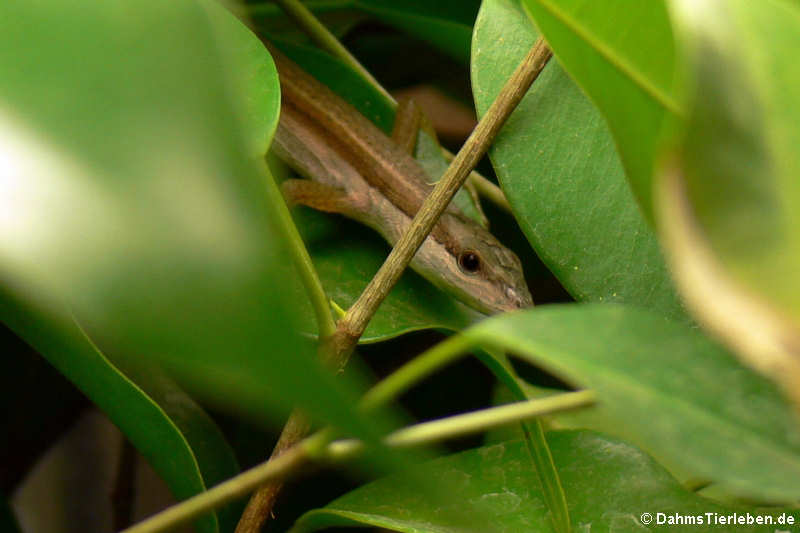 Takydromus sexlineatus