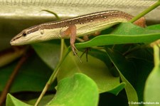 Sechsstreifen-Langschwanzeidechse (Takydromus sexlineatus) bei DahmsTierleben