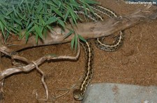 Gewöhnliche Strumpfbandnatter (Thamnophis sirtalis), aufgenommen bei DahmsTierleben