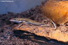 Blauschwanzskink (Trachylepis quinquetaeniata) bei DahmsTierleben