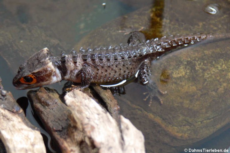 Tribolonotus gracilis