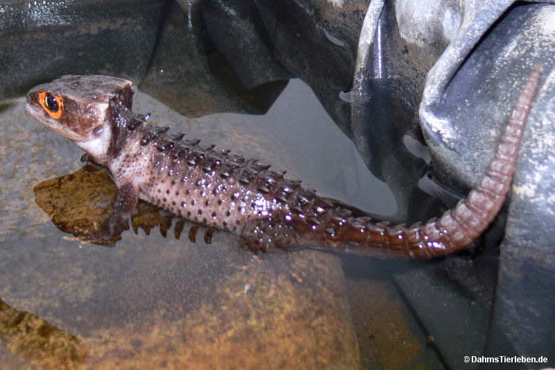 Tribolonotus gracilis