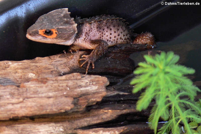 Orangeaugen-Helmskink im Terrarium