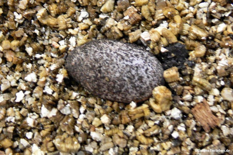 Tribolonotus gracilis