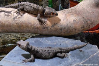 Orangeaugen-Helmskink im Terrarium