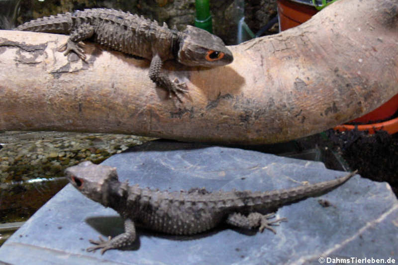 Orangeaugen-Helmskink im Terrarium