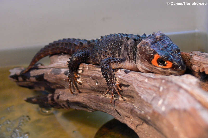 Orangeaugen-Helmskink im Terrarium