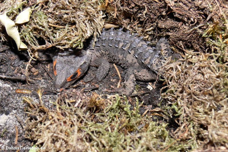 Orangeaugen-Helmskink im Terrarium