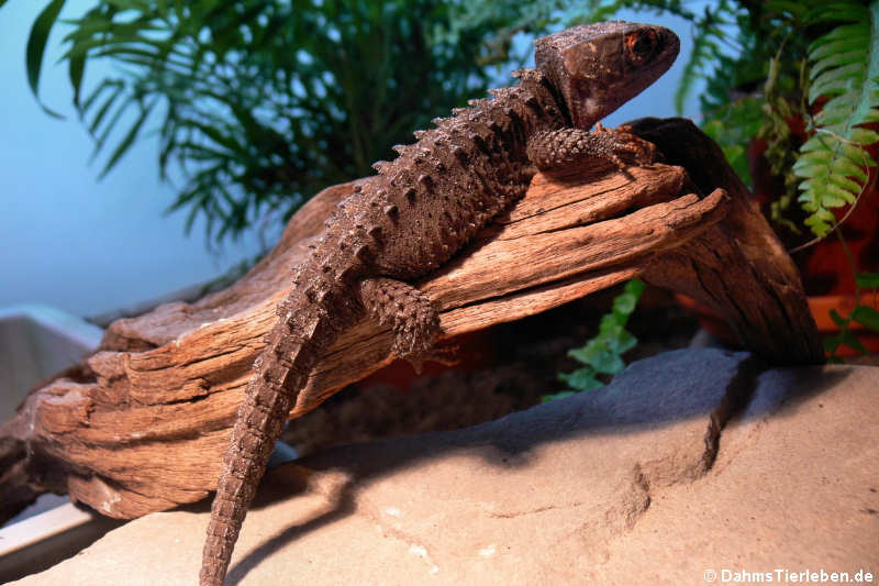 Orangeaugen-Helmskink im Terrarium