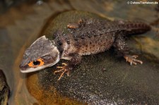 Orangeaugen-Helmskink (Tribolonotus gracilis) bei DahmsTierleben