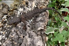 Neuguinea-Stachelskink (Tribolonotus novaeguineae) bei DahmsTierleben