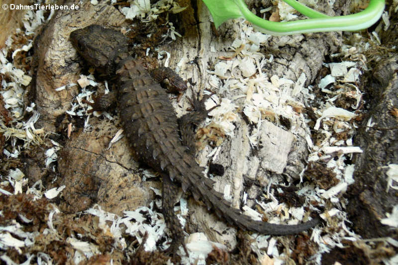 Neuguinea-Helmskink im Terrarium