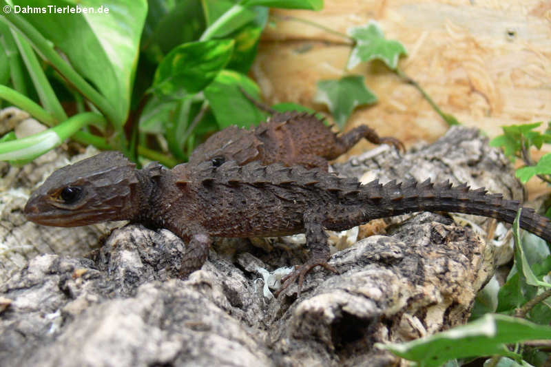 Neuguinea-Helmskinke im Terrarium