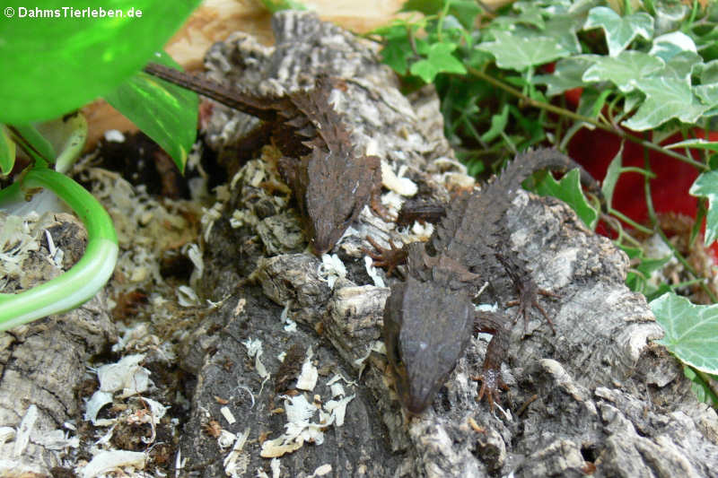 Neuguinea-Helmskinke im Terrarium