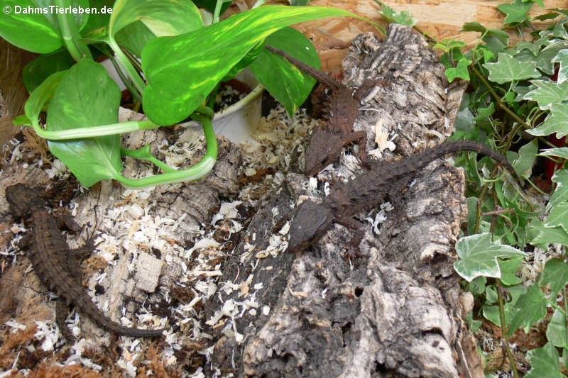 Neuguinea-Helmskinke im Terrarium