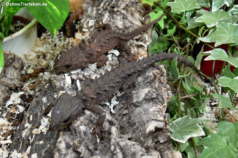 Neuguinea-Helmskinke im Terrarium