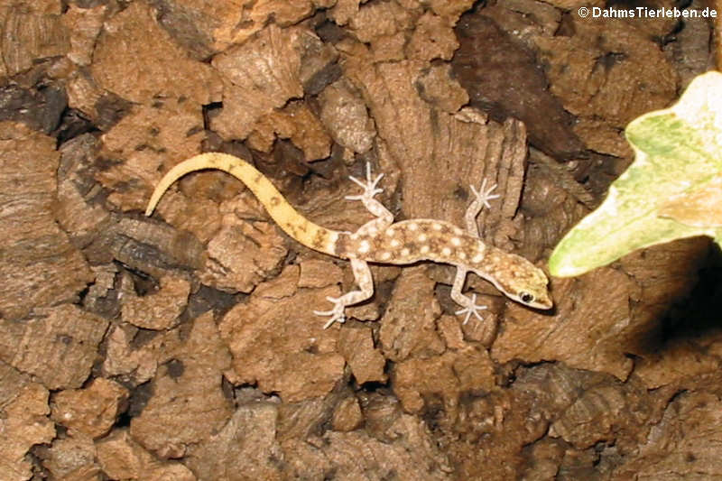 Tropiocolotes steudneri