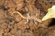 Steudners Zwerggecko (Tropiocolotes steudneri) bei DahmsTierleben