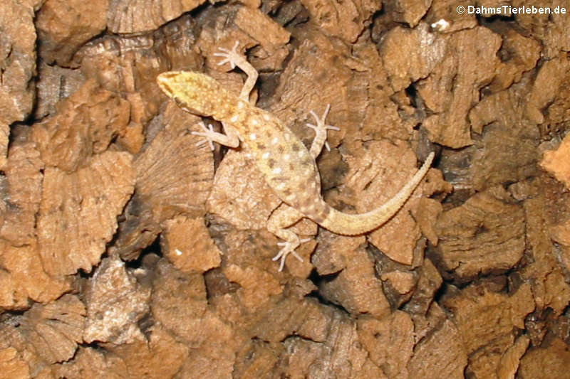 Tropiocolotes steudneri