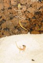 Tropiocolotes steudneri