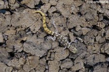 Steudners Zwerggecko (Tropiocolotes steudneri) bei DahmsTierleben