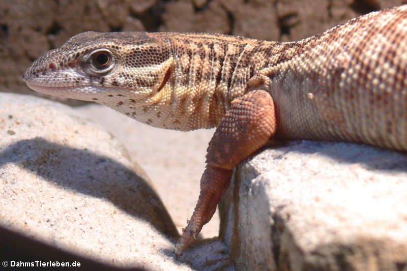 Stachelschwanzwaran (Varanus acanthurus)