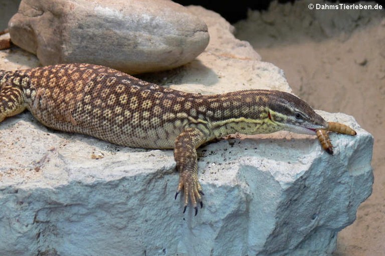 Varanus acanthurus