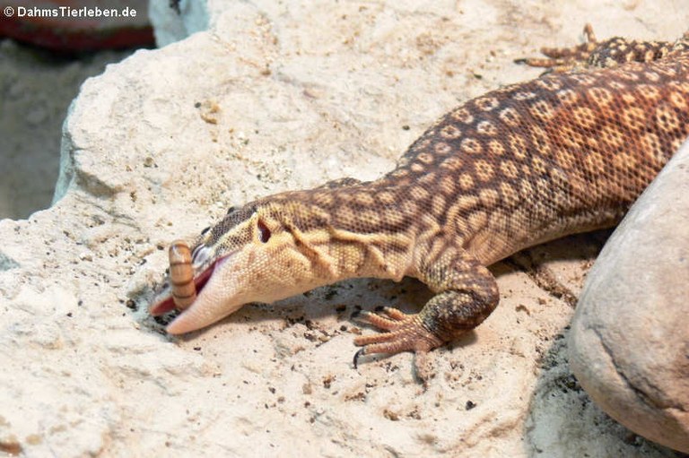 Varanus acanthurus