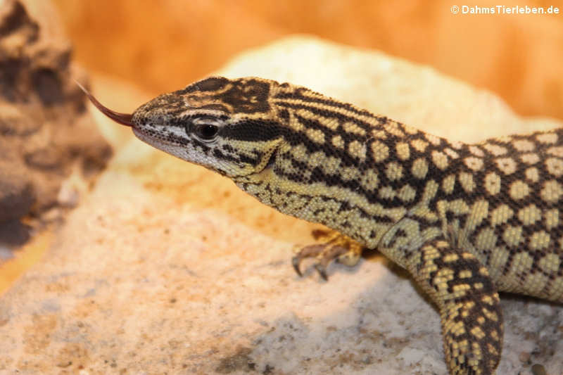 Stachelschwanzwaran (Varanus acanthurus)