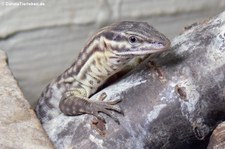 Stachelschwanzwaran (Varanus acanthurus) in Dahms Tierleben