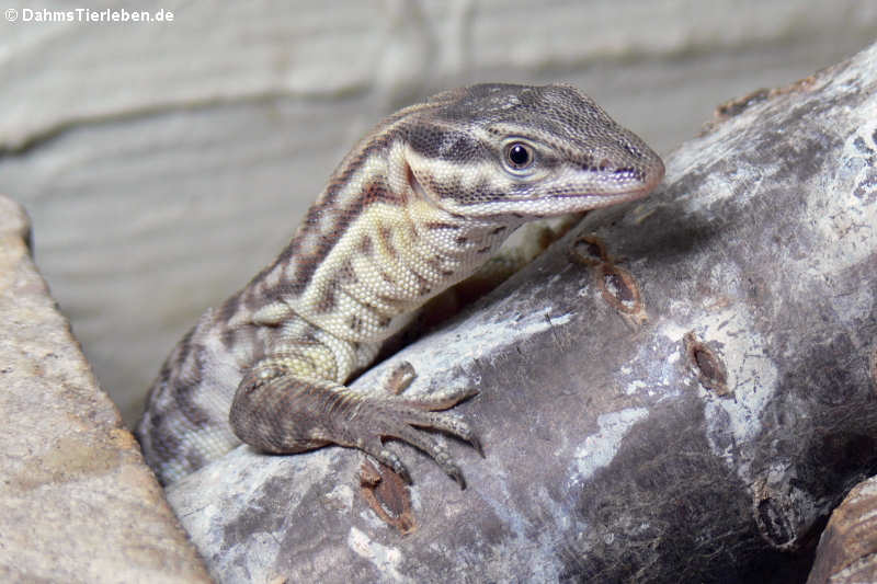 Stachelschwanzwaran (Varanus acanthurus)