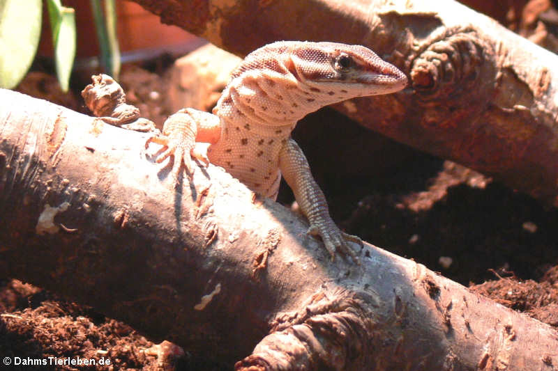 Stachelschwanzwaran (Varanus acanthurus)