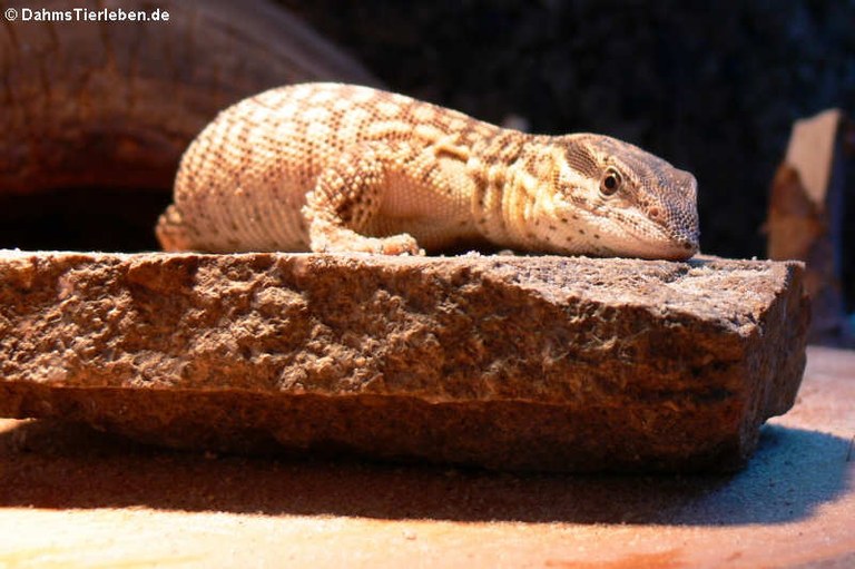 Varanus acanthurus