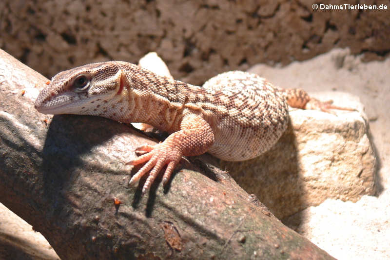 Stachelschwanzwaran (Varanus acanthurus)