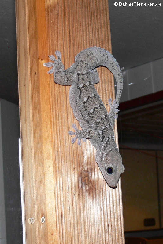 Siamesischer Grünaugengecko (Gekko siamensis)-5
