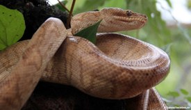 Ringelboa (Corallus annulatus)