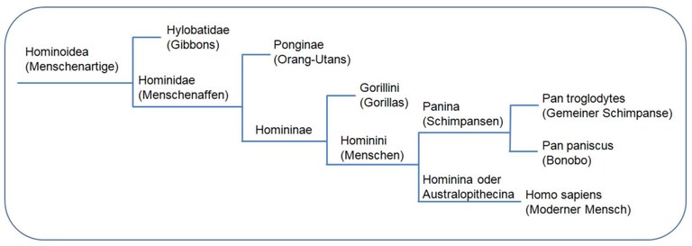 Kladogramm Hominoidea