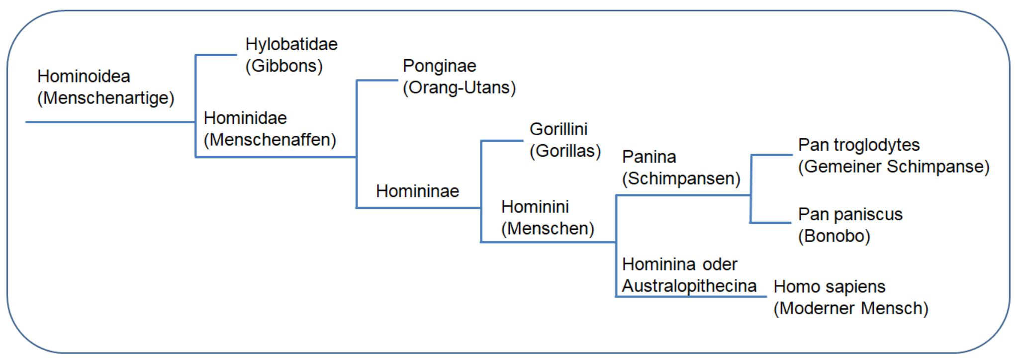 Kladogramm Hominoidea