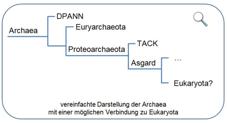 Kladogramm Archaea