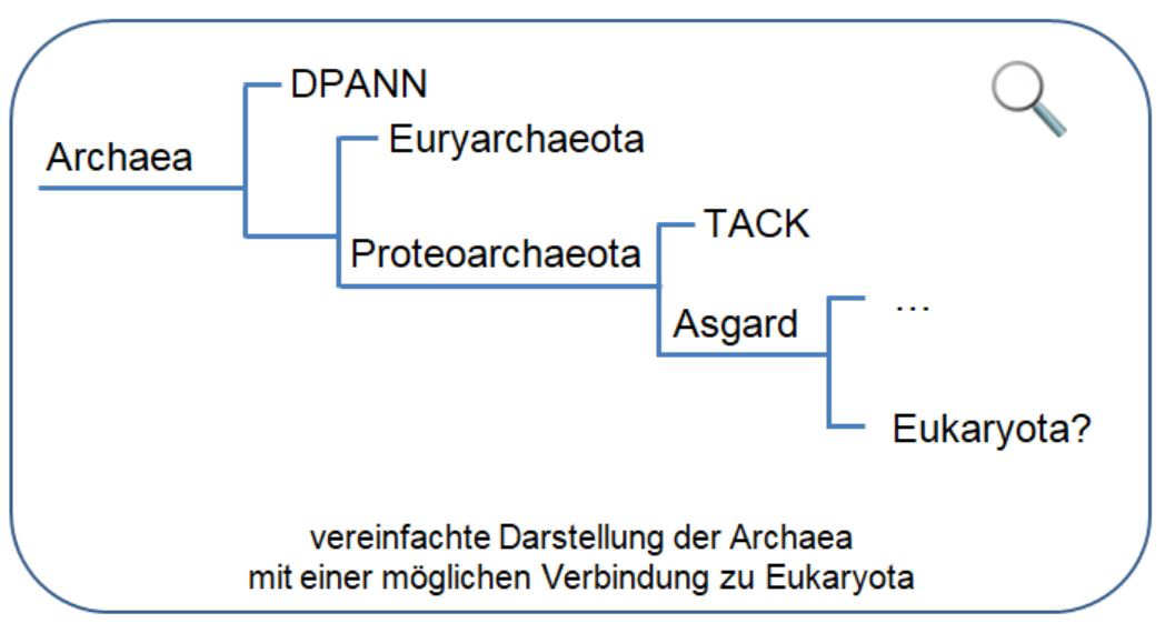 Kladogramm Archaea