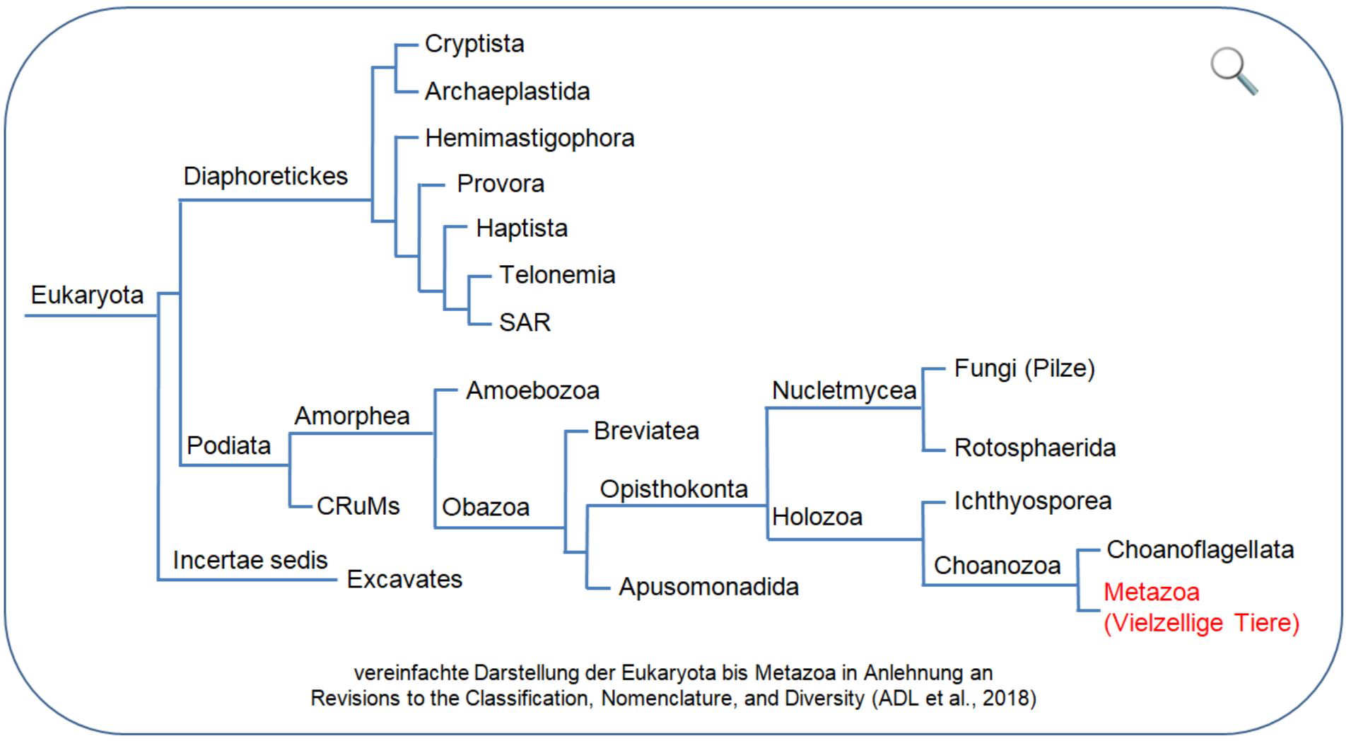 Kladogramm Eukaryota